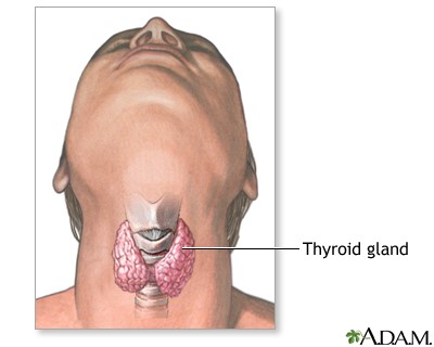 Thyroid Gland